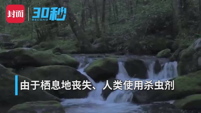 30秒丨生物学家小组指出:萤火虫濒临灭绝