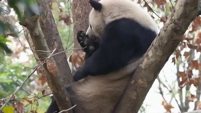 这只熊猫也太可爱了吧,在这个欢愉的下午,挠痒对于本熊来说比什么都重要