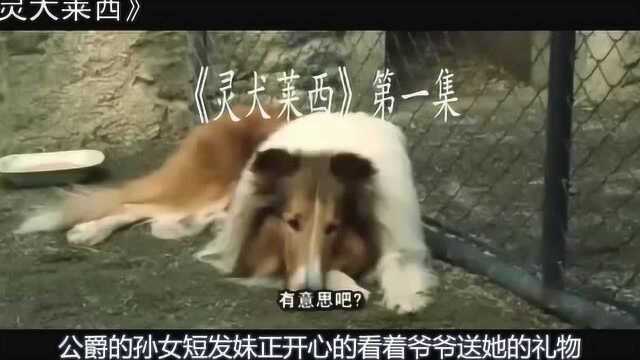 一部电影《灵犬莱西》