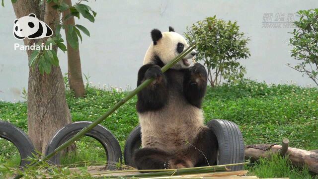 (熊猫社区)大熊猫:平衡用牙的“模范生”