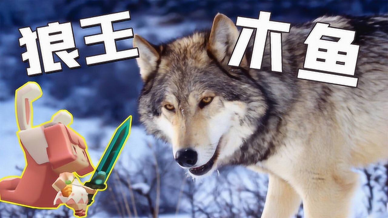 梦境迷踪,梦见狼追着咬我——解密潜藏的内心预警与深层含义 梦境迷踪,梦见狼追着咬我——解密潜藏的内心预警与深层含义