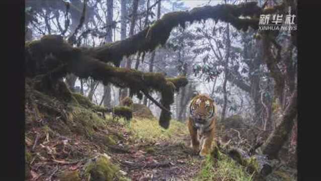 全球野生动物摄影展亮相成都