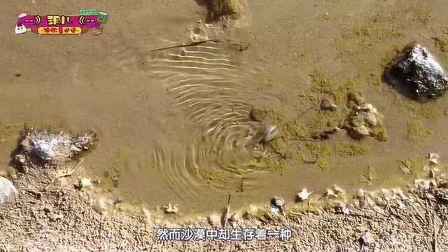 满地黄沙的沙漠里竟然还有鱼,这属于什么品种