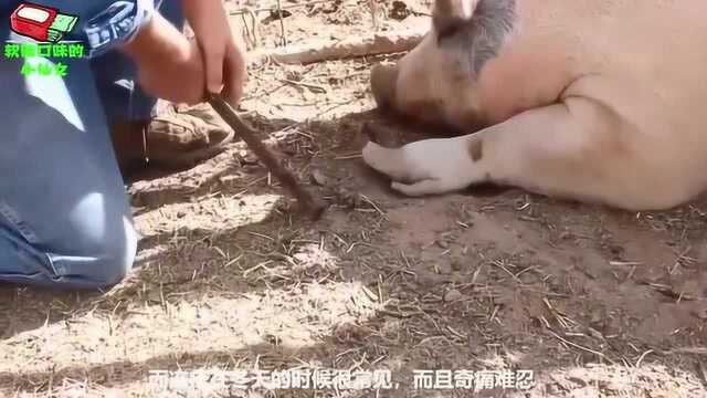 “猪趾甲”竟然这么珍贵?看看专家怎么说,这回长知识了!