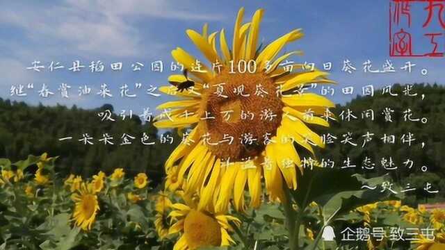 安仁县稻田公园夏观向日葵花景.