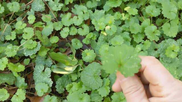 结石经常痛怎么办?尝试一下这种草药,能让你排石利尿!