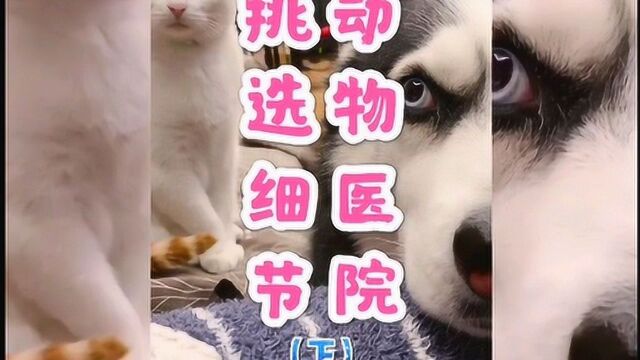 养猫两年系列‖如何避开宠物医院的坑