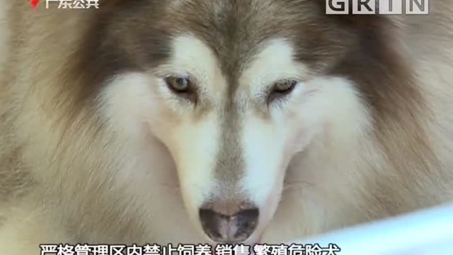 广州番禺养犬严格管理区有调整 多街镇禁养危险犬