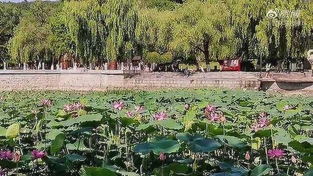 吉林市北山公园荷花正当时,缕缕荷香等你来~