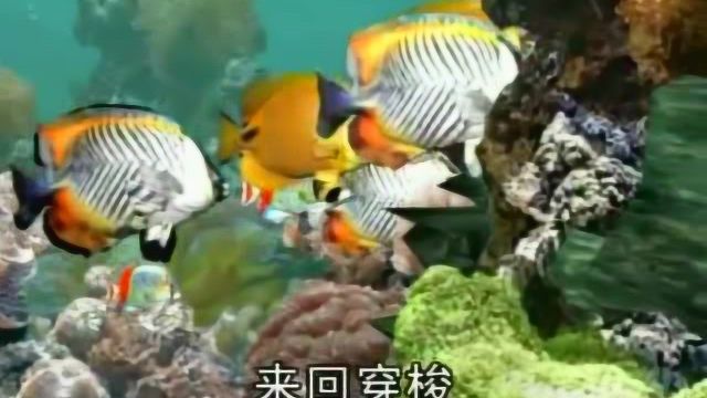 海洋世界:蝴蝶鱼名字由来和特征