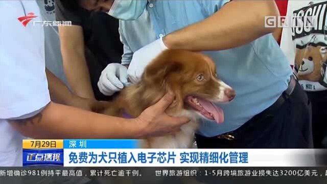 免费为犬只植入电子芯片 实现精细化管理