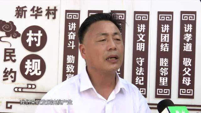 砀山县新华村第一书记孟扬:当好油桃村官 打造脱贫致富新“农具”