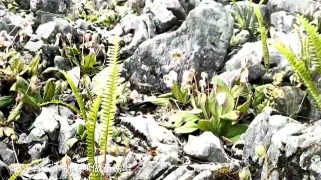 长在岩石缝里的野草,山里人拿它治胃痛,还是抗菌药物的原材料!