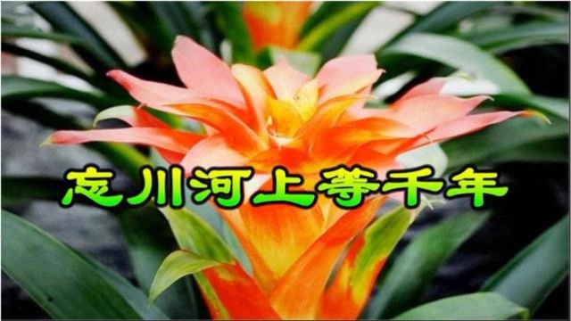 新歌!一首《忘川河上等千年》痴情恋曲,好听极了!