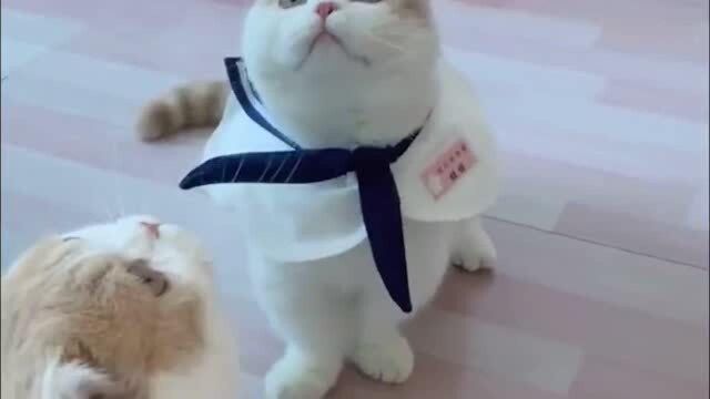 猫咪:今天我也是一名“美少女战士”