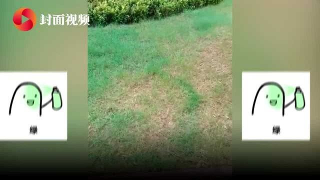 小区业主质疑物业给草坪喷“绿漆” 物业回应:杀菌药能增色 现已铲掉草皮