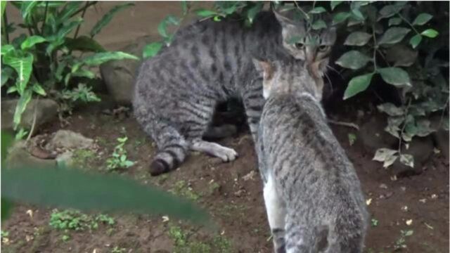 这种猫最凶,2只斑猫争夺领地,谈判失败直接开打