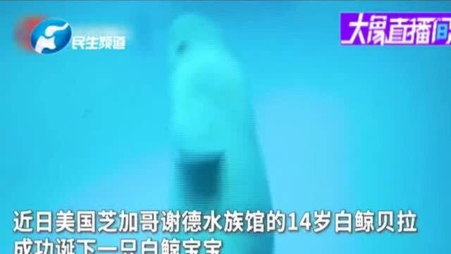 视频记录白鲸产子全过程