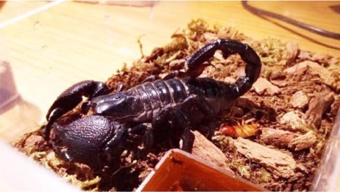 Thumbplayer Poster Plugin Image