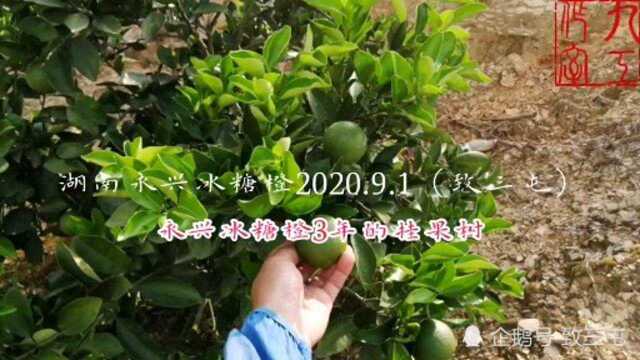 湖南永兴冰糖橙果园基地实拍成长记录永兴冰糖橙:湖南省永兴县特产,中国