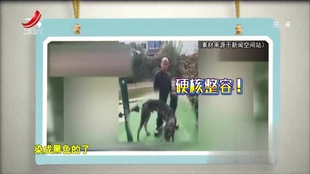 狗狗丢了怎么办?男子把朋友家狗偷回来,还给狗“焗个油”