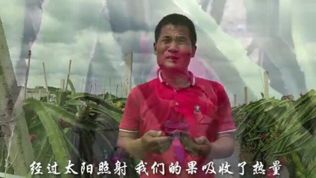 离市区不远!港北区这家火龙果基地等你来摘