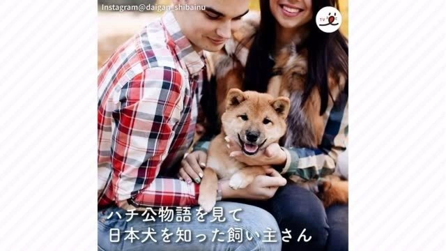 柴犬小宝贝合集,千篇一律的可爱,过分了