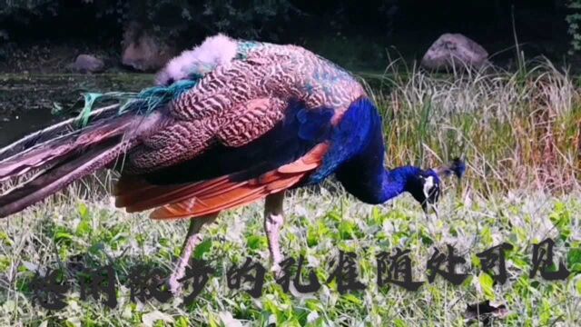 鸟岛里孔雀在悠闲的散步 野鸡野鸭随处可见 零距离接触亲密互动