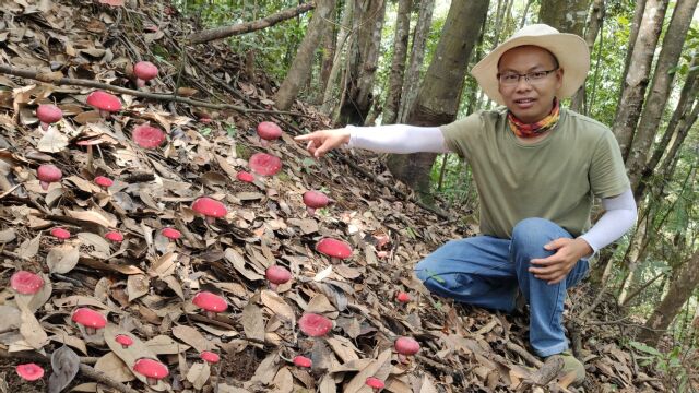 小伙深山采红蘑菇,意外发现一大片红菇群,2000元一公斤发财了