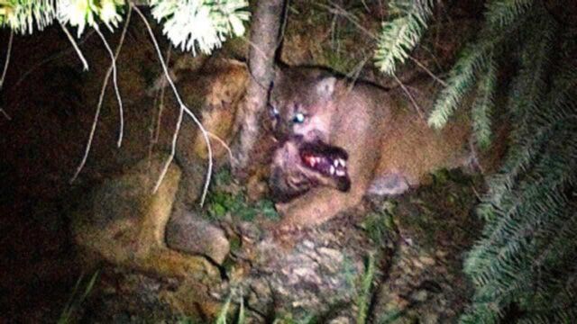 美洲狮与狼的死亡之战,野狼毫无还手之力,镜头记录全程