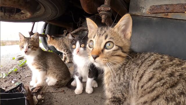 小萌猫们躲到卡车下,瞪大眼睛直勾勾的看着人,表情好可爱