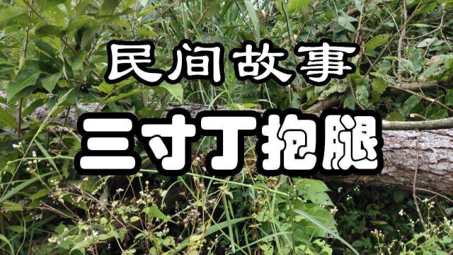 民间故事:《三寸丁抱腿》清朝雍正期间,四川雅州常年受洪水侵害