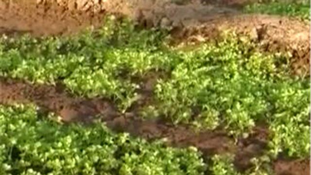 芹菜小棵播种育苗有讲究!苗期管理也很重要,如何培育出壮苗呢?