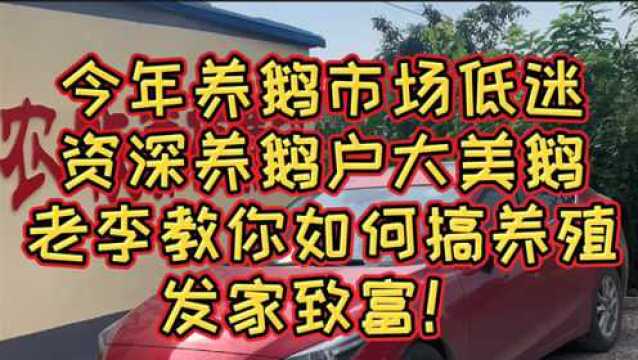 今年养鹅市场低迷,资深养鹅户大美鹅老李教你如何搞养殖发家致富!