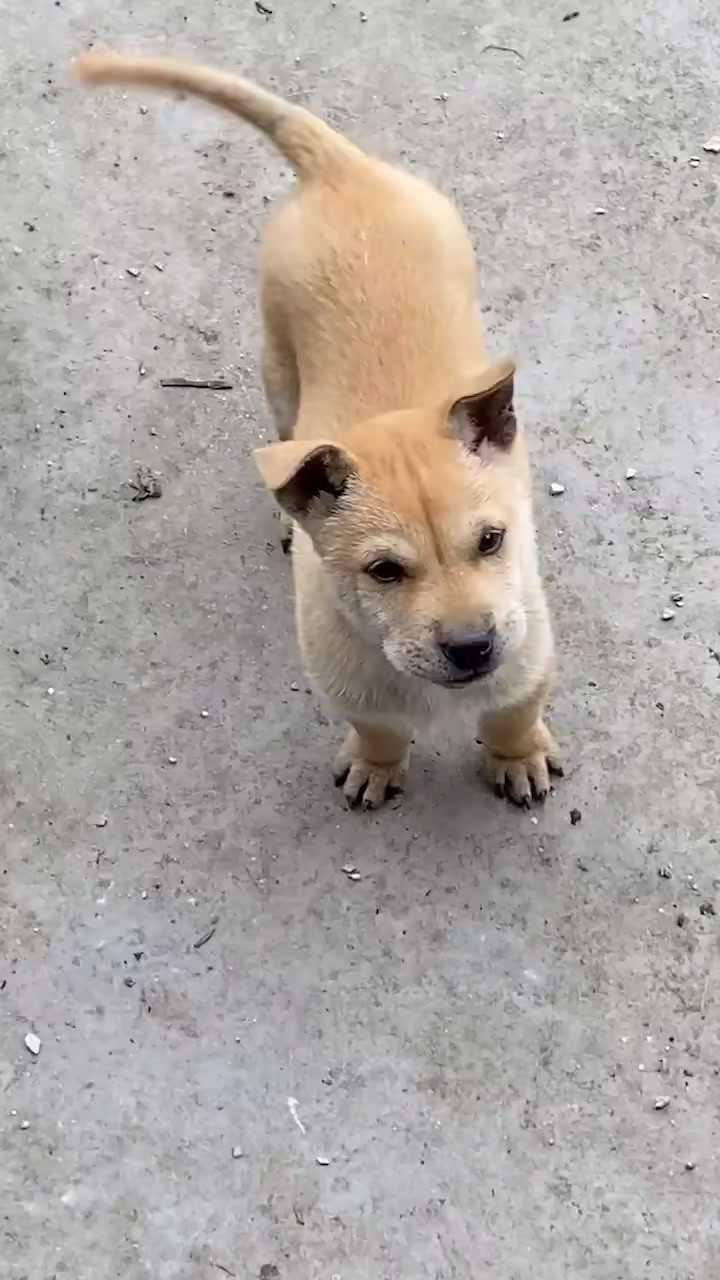 广西土猎犬大头大嘴非常凶猛