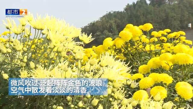 我们丰收啦!赣州大余:金丝皇菊迎来盛花期 美了风景富了村民