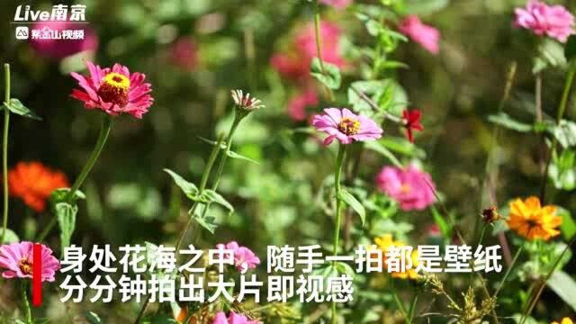 秋景如画!大片百日菊盛开 演绎秋日浪漫