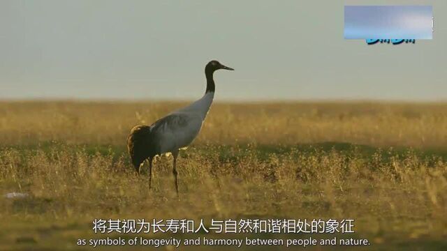 古原求生,大草原上温差大,白天黑夜能差到40度