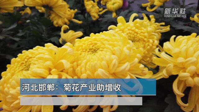 世界那么大丨河北邯郸:菊花产业助增收