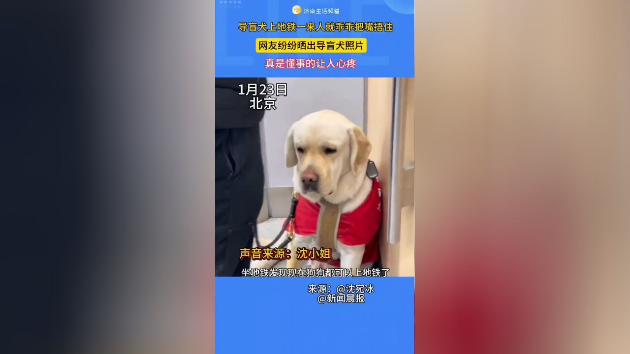 导盲犬上地铁,一来人就乖乖把嘴捂住!网友纷纷晒出导盲犬照片