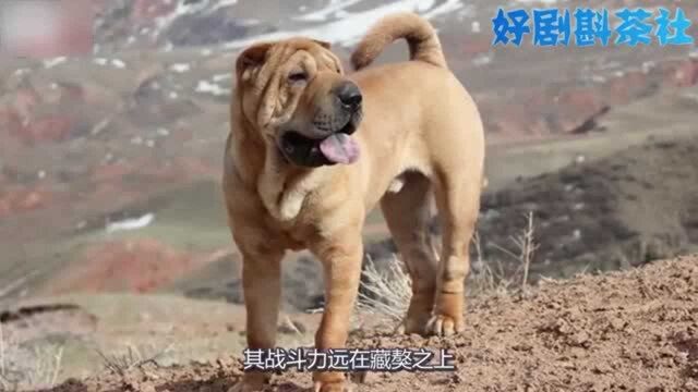 斗狗:中国第一斗犬,曾风靡美国比藏獒厉害,看后涨知识了!