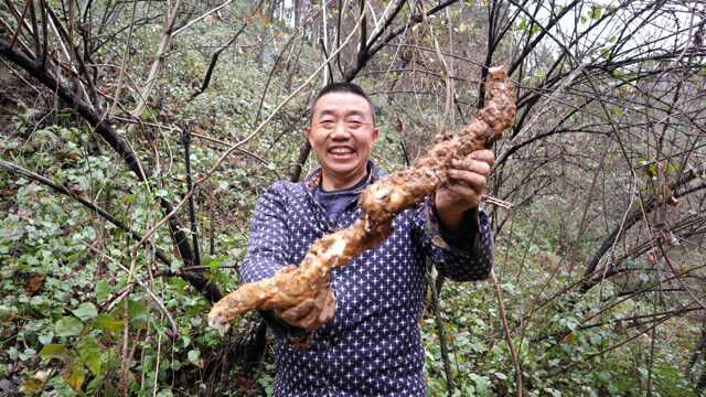 阿松今天捡到宝,野核桃和野梨掉地上没人捡,烂掉好可惜