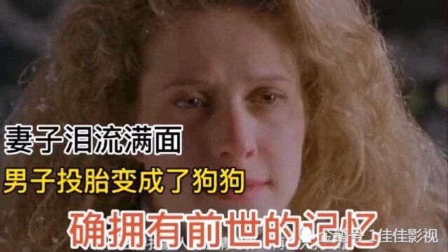 男子投胎变成狗狗,却拥有前世的记忆