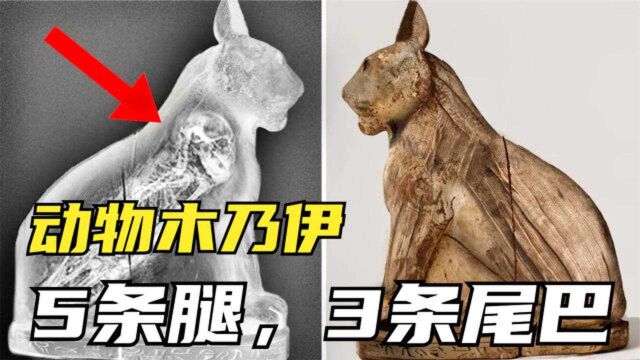 3个最奇怪的动物木乃伊,5条腿3条尾的猫,真的存在吗?