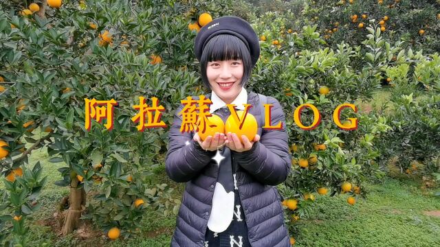 嗨,我们一起去崀山摘脐橙吧~#旅行vlog##人生第一次#