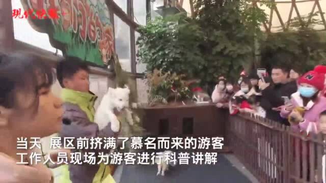 南通白狮四胞胎首秀,游客现场取名