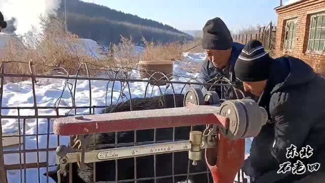 东北山村杀年猪,山里散养的黑山猪太烈难抓难收拾,肉却好极了