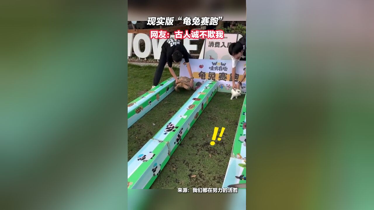 现实版“龟兔赛跑”,网友:古人诚不欺我!