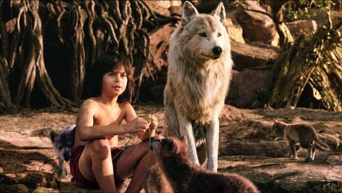 小男孩从小被遗弃深山，不料被狼抚养大，最后成了森林之王！