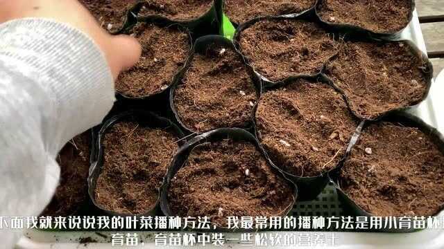 阳台种菜简单播种方法,这种方法比较随意,但随意产生快乐,值得推广!